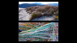 Marram grass  Ammophila arenaria