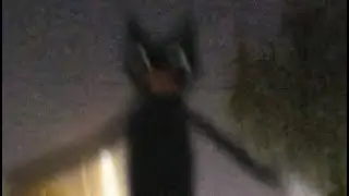Cartoon cat games on slow motion 3