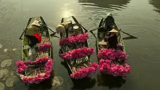 🌸 Tam Coc in Water Lily Season &ndash; A Poetic Autumn in Ninh Binh 🌸
