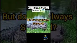 Can A Turtle's Shell survive😱 a Crocodile's 3000 PSI bite force? #youtube shorts🔔# daily fact box# 💡