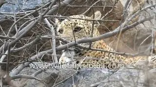 Mother leopard walks around a waterhole at a reserve in Rajasthan