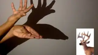 Shadowgraphy(Shadow Art) of animals using Hands