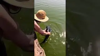 Catch and Release A Giant Snakehead Back Into His Territory!