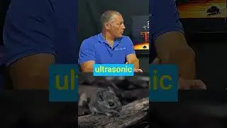 Do ultrasonic pest repellents work for mice? #pestcontrol #trueclean #gqeberha #portelizabeth