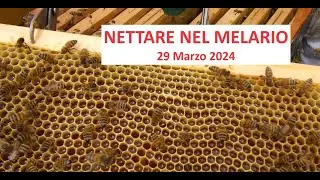 Nettare nel melario - 29 Marzo 2024