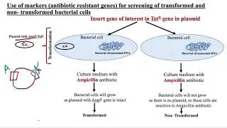 Screening transformed vs non-transformed bacterial cells, Blue-White screening, α-complementation