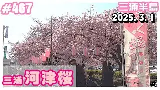 【三浦 河津桜】京急線 三浦海岸駅前＆小松ヶ池周辺の河津桜 開花状況　2025. 3. 1 ―動画467