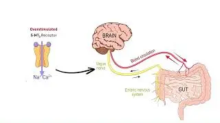 Why Do Selective Serotonin Reuptake Inhibitors (SSRIs) Cause Nausea and Diarrhea? | Pharmacology
