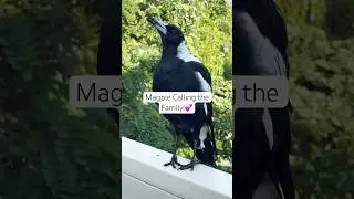 Australian magpie sound | Magpie Singing 🎵