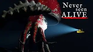 We Finally Filmed a Colossal Squid. It Changed Everything.