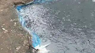 kolam bermasalah bahaya lele #lele #kolamlele