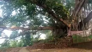 🌳 Look How Old and Big This Banyan Tree Is! 🌳