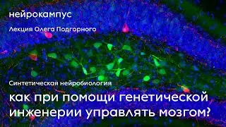 Синтетическая нейробиология: как при помощи генетической инженерии управлять мозгом