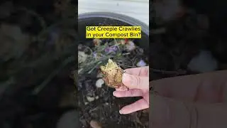 Got Creepie Crawlies in your Compost Bin? #composting #sustainability #vegetablegardening