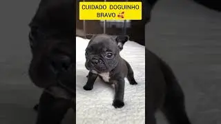 Muito bravo!!! cuidado vou te pegar #bichinhosfofinho#doguinhofofo #videodecachorro