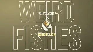 weird fishes / arpeggi