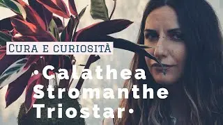 Calathea o Stromanthe Triostar? Cura e curiosit&agrave;! E' DAVVERO DIFFICILE DA CURARE?