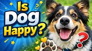 7 Signs Your Dog Is Truly Happy (Most Owners Miss)