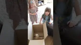 English bulldog puppy. Surprised my daughters
