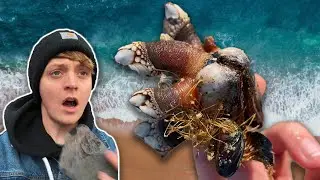 WEIRD SEA ANIMALS RESCUED ON THE BEACH! #shorts