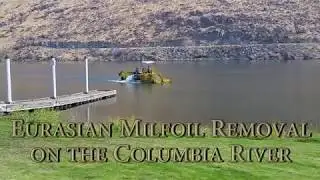 Eurasian Milfoil Removal from the Columbia River by Chelan County PUD
