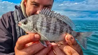 SIB Fishing | Perch | Sharks | Bass | Roach | July 2025 Compilation
