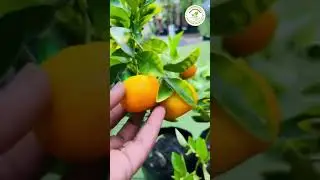 🍊 Grafted Cumquat / Australian Calamondin &ndash; A Citrus Delight! 🌱✨