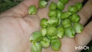 موعد، وكيفية زراعة الحمص .