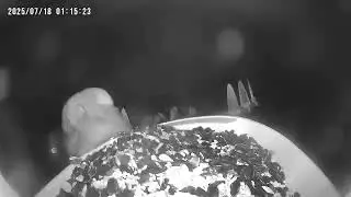 Security Camera Captures Bear Feasting on Bird Feeder - 1684967