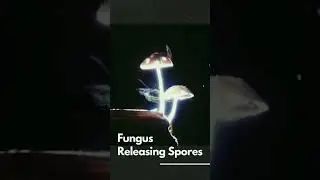 Mushroom spore release Fungal reproduction Spore dispersal Mushroom reproduction cycle #shorts