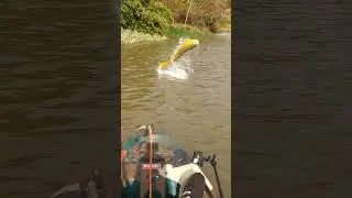 Maior dourado da minha vida. veja o v&iacute;deo completo no canal #dourado #fish #fishing #caiaque #pesca