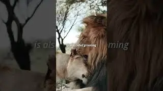 #lion 🦁 #short