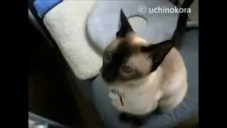 Cute siamese cat Tina's  close up　かわいいシャム猫娘ティナのアップ☆