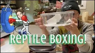 Reptile Boxing