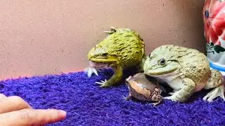Sweet family frog protect they&rsquo;re baby,amazing frog 🐸 #funny #frog
