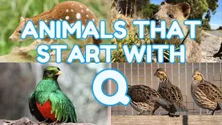 4 Animals That Start With The Letter Q | Learn Animal Names for Kids | Eager Minds Academy