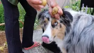 Harvesting Potatoes From My Garden + Making Potato Pizza