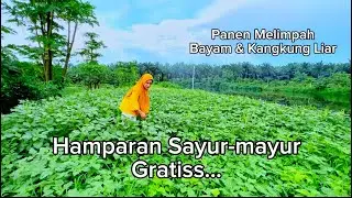 MasyaAllah! Sangat Beruntung berburu sayuran liar dengan pemandangan alam Menakjubkan |bikin betah!