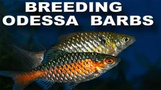 Breeding Odessa Barbs