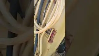 prueba de barrido de la PRV 325 Bl