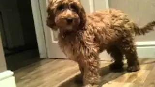 Fudge the cockapoo