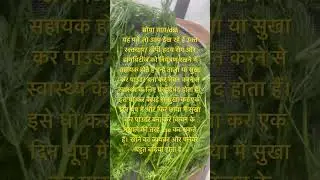 Tips : Dill/सोया साग masala.