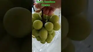 GREEN SEEDLESS GRAPES #shortsbeta #fruit #asmr #satisfying