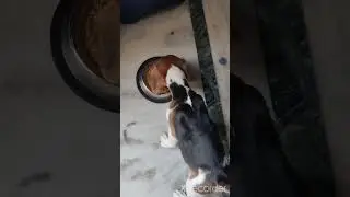 Beagle eating food / 2 month old