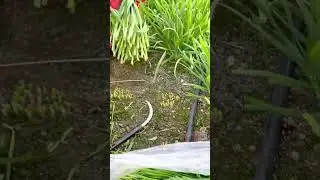 efficient garlic chive harvesting precision hand-cutting and sorting