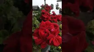 I m sharing you my experience of growing geranium continuosly scene three years take a look
