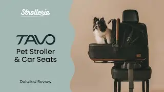 Tavo Pets: Why this pet gear is changing the game is safety and style