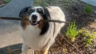Making Dog Yarn AKA Chiengora Yarn