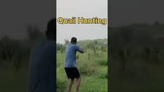 Batair ka shikar | Quail Hunting in Pakistan #outdoorhuntingpakistan #shikar #teetarkashikar #batair