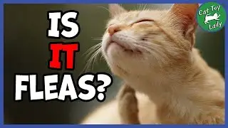 Does My Cat Need Flea Medication?